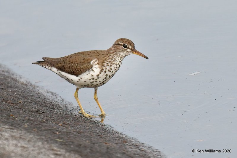 Spotted Sandpiper, Tulsa Co, OK, 5-16-20, Jps_56434.jpg