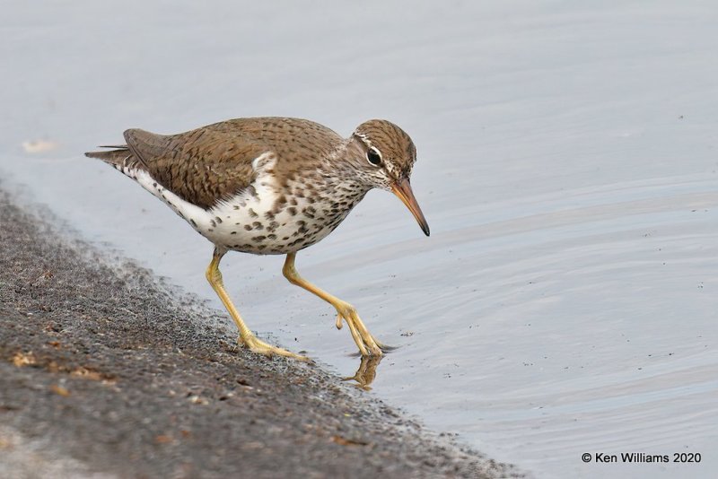 Spotted Sandpiper, Tulsa Co, OK, 5-16-20, Jps_56435.jpg