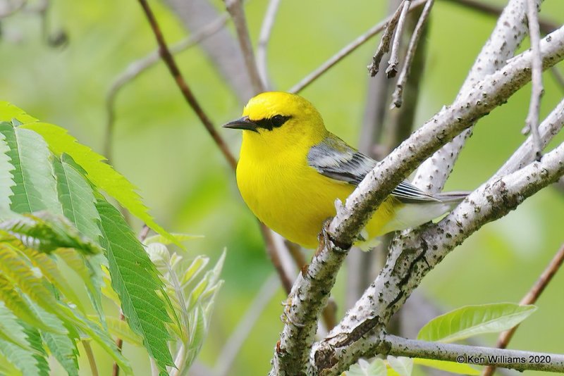 Blue-winged Warbler male, Cherokee Co, OK, 5-19-20, Jps_57259.jpg