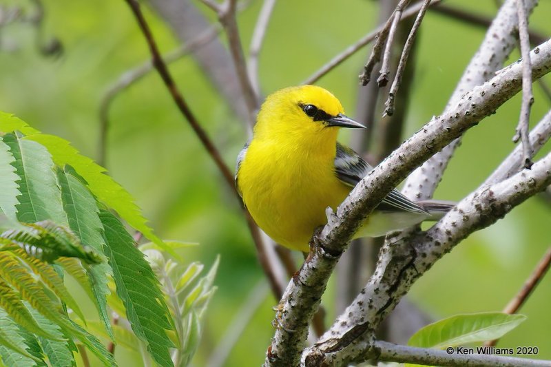 Blue-winged Warbler male, Cherokee Co, OK, 5-19-20, Jps_57263.jpg