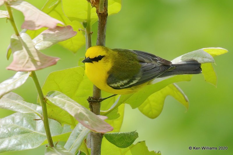 Blue-winged Warbler male, Cherokee Co, OK, 5-19-20, Jps_57278.jpg