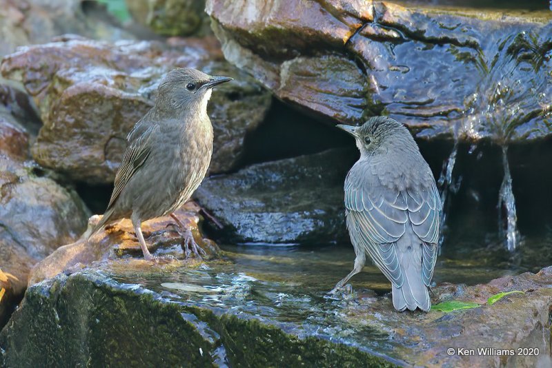 European Starling fledglings, Rogers Co yard, OK, 5-17-20, Jps_57046.jpg