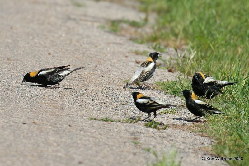 Bobolinks, Tulsa Co, OK, 5-8-20, Jps_54827.jpg