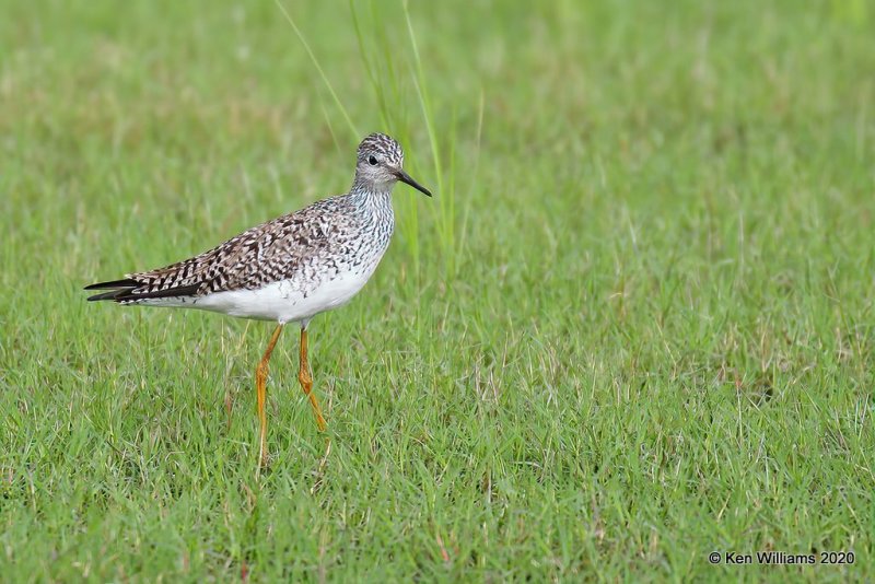 Lesser Yellowlegs, Tulsa Co, OK, 5-8-20, Jps_54731.jpg