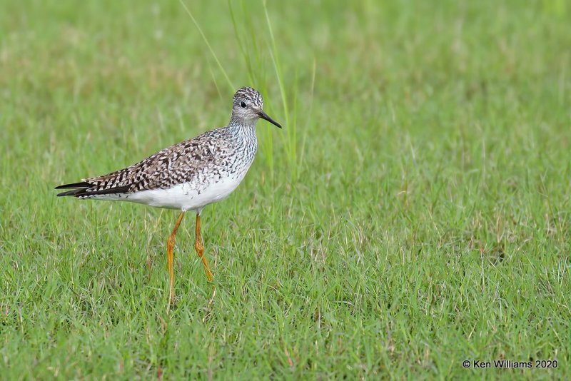 Lesser Yellowlegs, Tulsa Co, OK, 5-8-20, Jps_54731.jpg