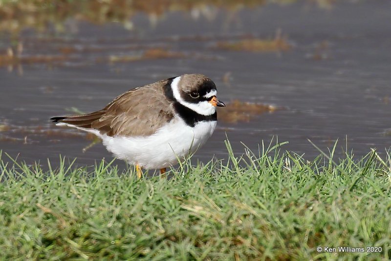 Semipalmated Plover, Tulsa Co, OK, 5-8-20, Jps_54449.jpg