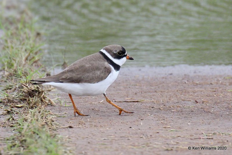 Semipalmated Plover, Tulsa Co, OK, 5-8-20, Jps_54556.jpg