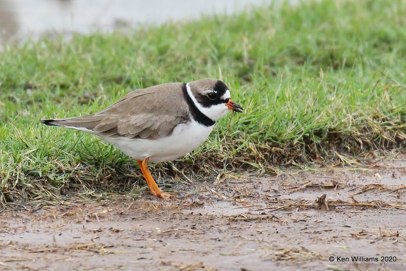 Semipalmated Plover, Tulsa Co, OK, 5-8-20, Jps_54606.jpg