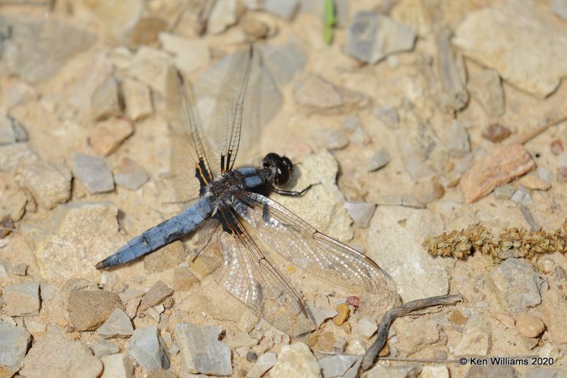 Blue Corporal male, Atoka Co, OK, 5-5-20, Jpn_53788.jpg