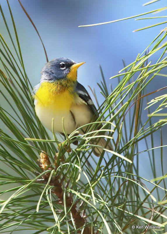 Northern Parula, Sequoyah SP, OK, 4-5-14, Js_09714.jpg