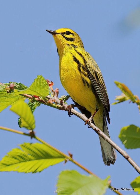 Prairie Warbler male, Cherokee Co, OK, 4-30-20, Jpss_53375.jpg