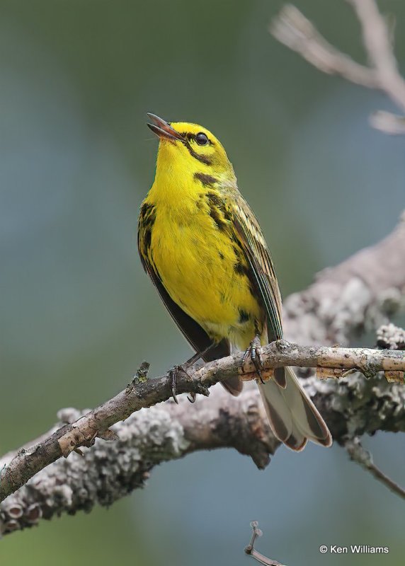 Prairie Warbler, Cherokee Co, OK, 6-22-18, Jps_24164.jpg