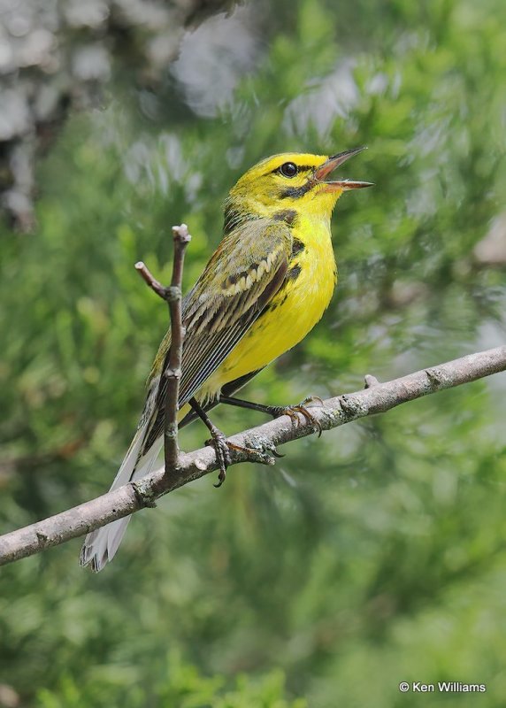 Prairie Warbler, Cherokee Co, OK, 6-22-18, Jps_24183.jpg