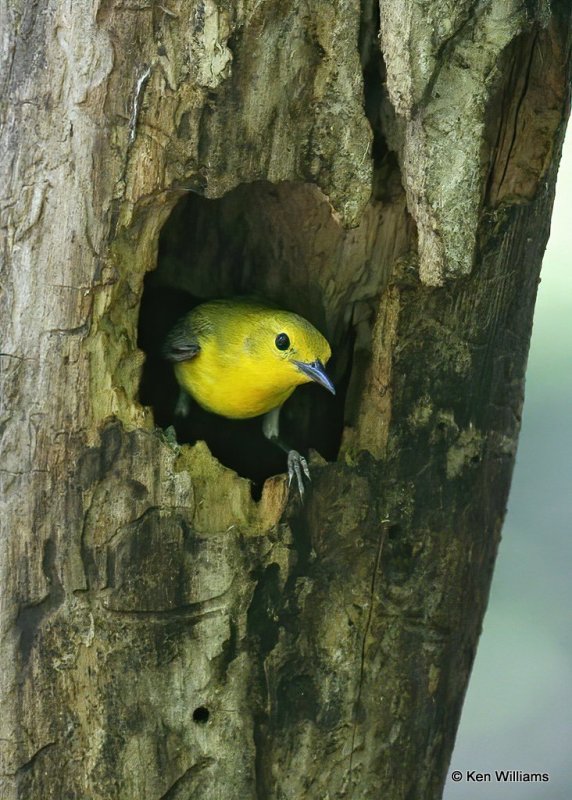 Prothonatary Warbler at nest site, Nowata Co, OK, 5-29-11, Js 0496.jpg