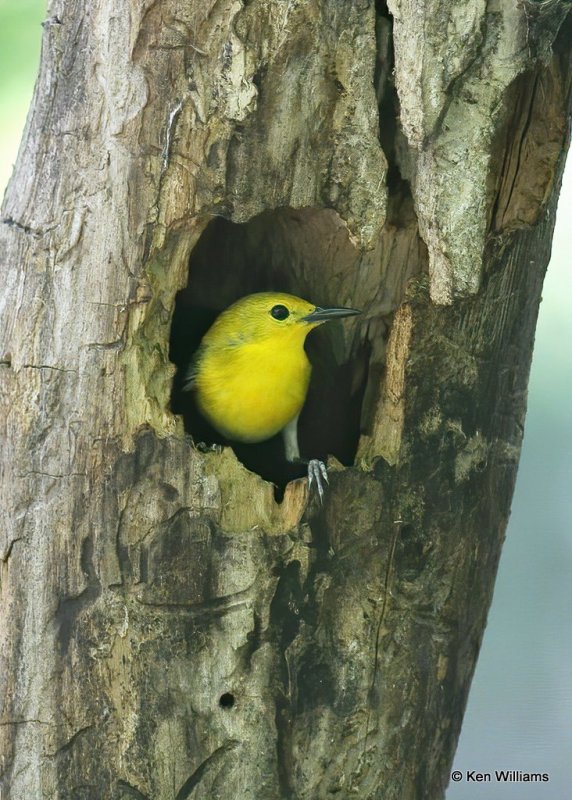 Prothonatary Warbler at nest site, Nowata Co, OK, 5-29-11, Js 0498.jpg