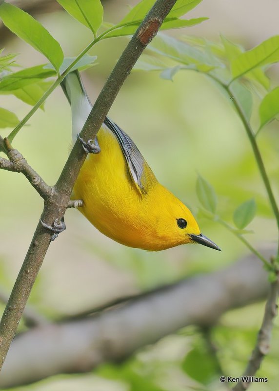 Prothonotary Warbler, Magee Marsh, OH, 5-14-18, Jps_78567.jpg