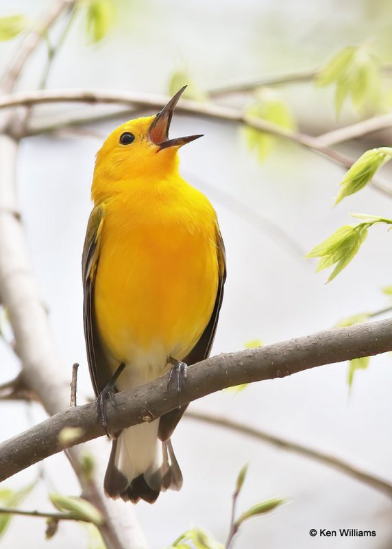 Prothonotary Warbler, Mohawk Park, Tulsa Co, OK, 4-22-13, Js_007458.jpg