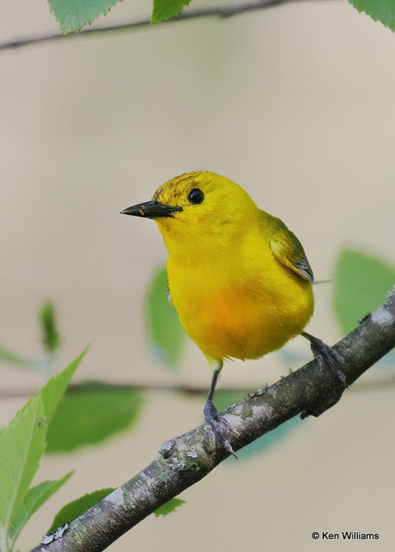 Prothonotary Warbler, Okmulgee Co, OK, 5-5-20, Jpss_53936.jpg