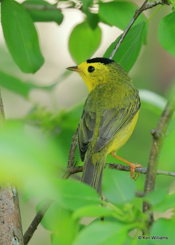 Wilson's Warbler male, MaGee Marsh, OH, 5-17-17, Jps_47940.jpg