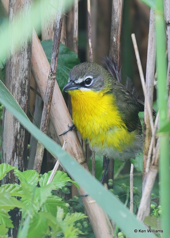 Yellow-breasted Chat, Anahuac NWR, TX, 4-18-19, Jps_94718.jpg