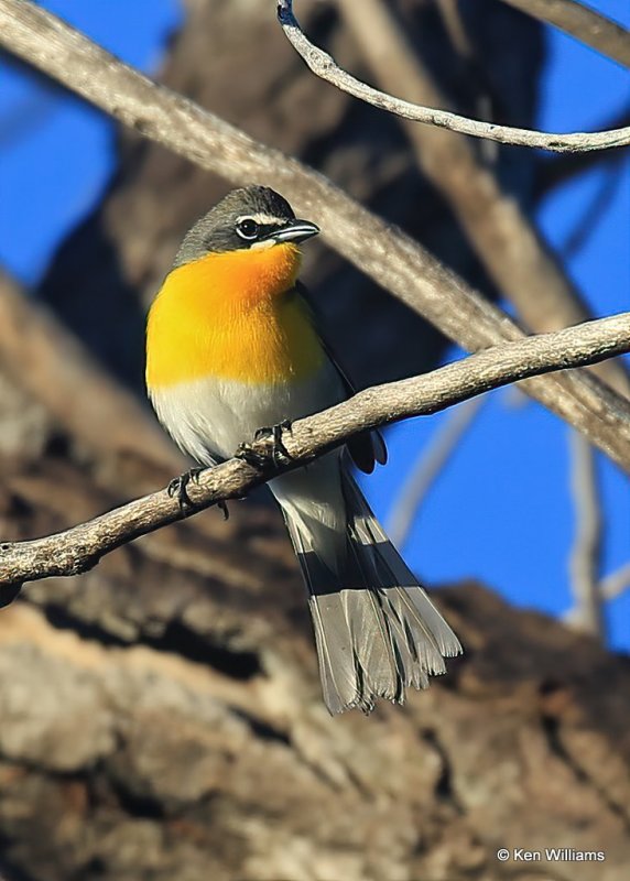 Yellow-breasted Chat, Cimarron Co, OK, 5-12-16, Js_53174.jpg