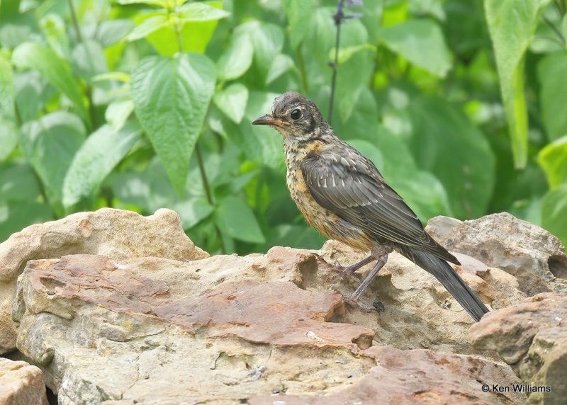 American Robin juvenile, Rogers Co, OK, 6-21-20, Jps_57629.jpg