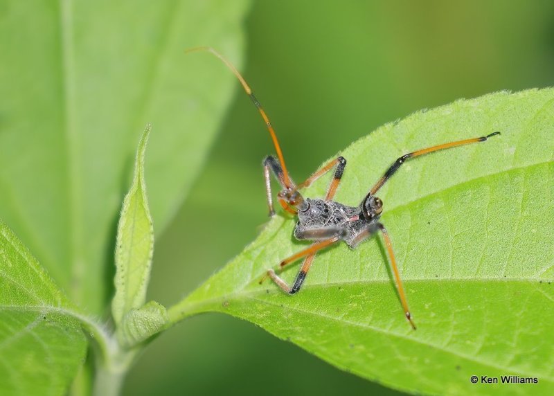 Assassin Bug nymph, Rogers Co, OK, 6-23-20, Jps_57703.jpg