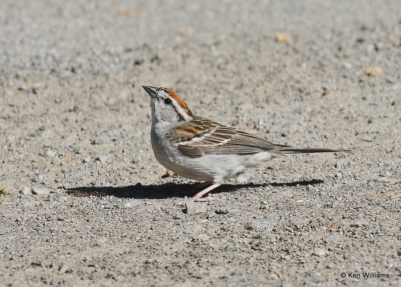 Chipping Sparrow, Ft Gibson Lake, OK, 6-25-20, Jps_57872.jpg