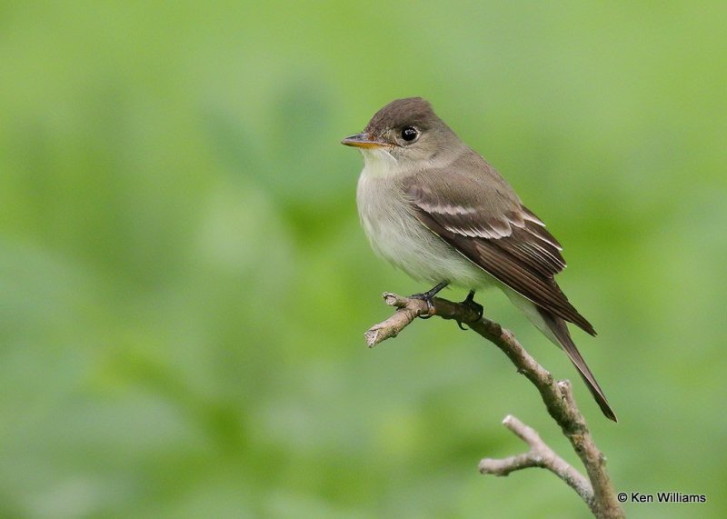 Eastern Pewee, Nowata Co, OK, 6-26-20, Jps_57899.jpg