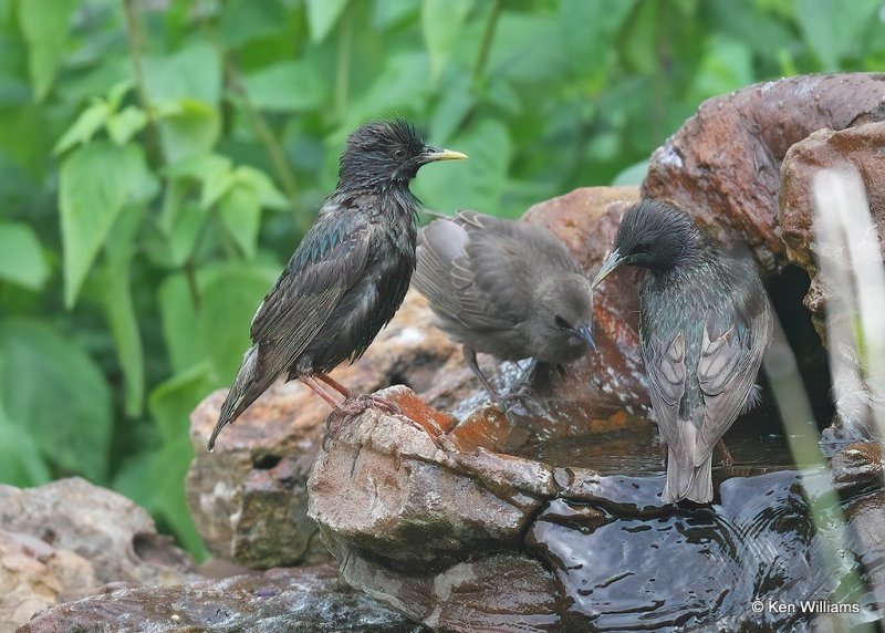 European Starlings, Rogers Co, OK, 6-21-20, Jpd_57691.jpg