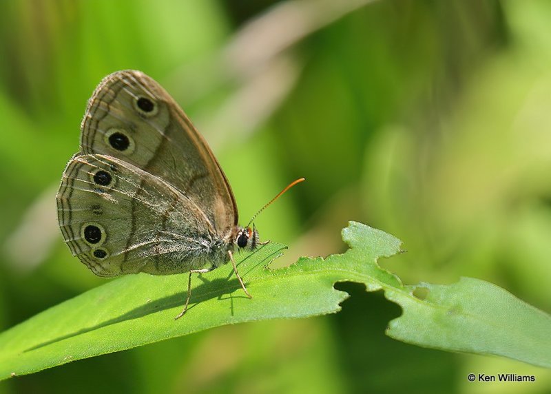 Little Wood-Satyr, Nowata Co, OK, 6-26-20, Jps_57924.jpg