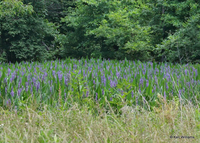 Pickerelweed, Nowata Co, OK, 6-26-20, Jps_57918.jpg