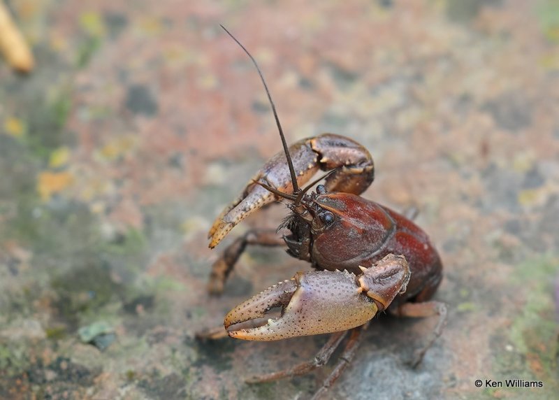 Prairie Crayfish, Rogers Co. yard, OK, 5-27-20, Jps_57450.jpg