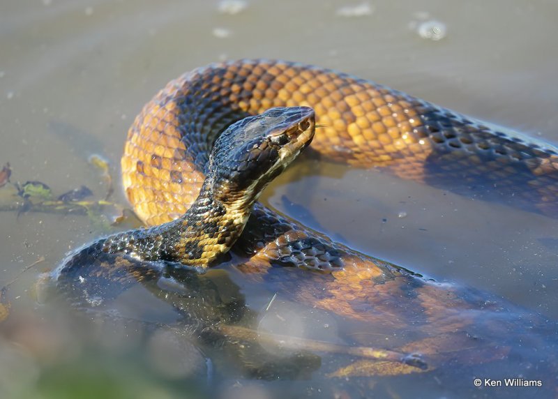 Western Cottonmouth, Wagoner Co, OK, 5-31-20, Jps_57481.jpg