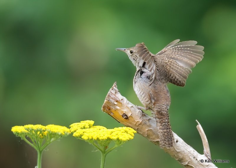 House Wren, Rogers Co yard, OK, 6-27-20, Jps_57970.jpg