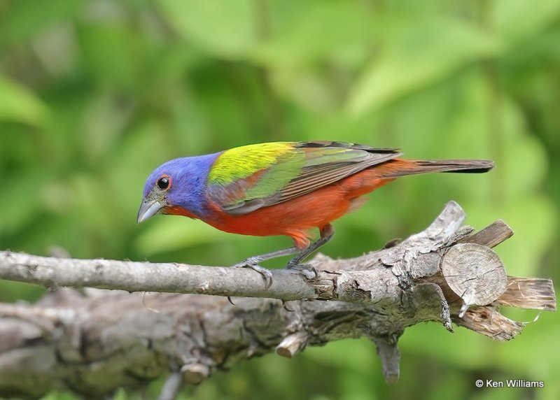 Painted Bunting male, Rogers Co yard, OK, 6-30-20, Jps_58053.jpg