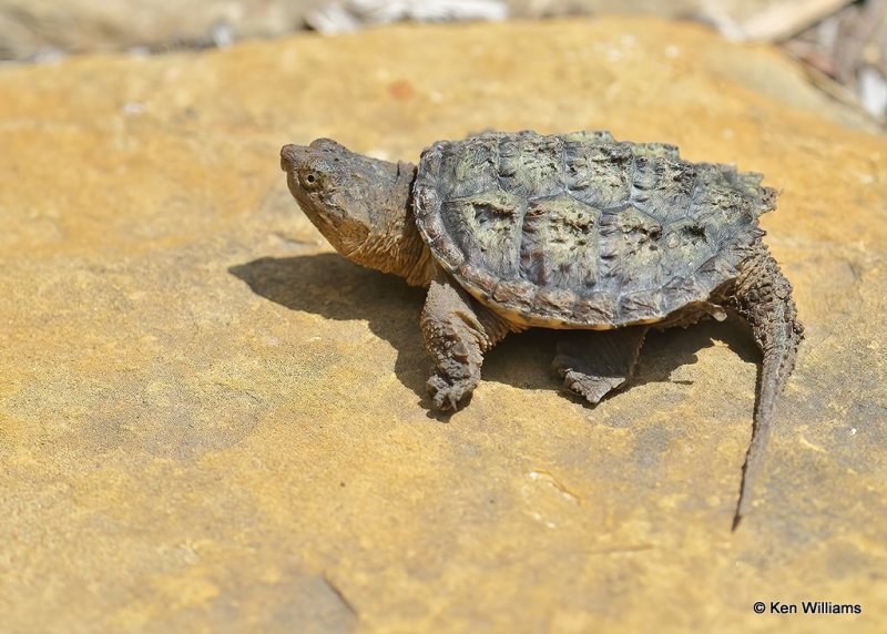 Snapping Turtle young, Rogers Co yard, OK, 7-1-20, Jps_58070.jpg