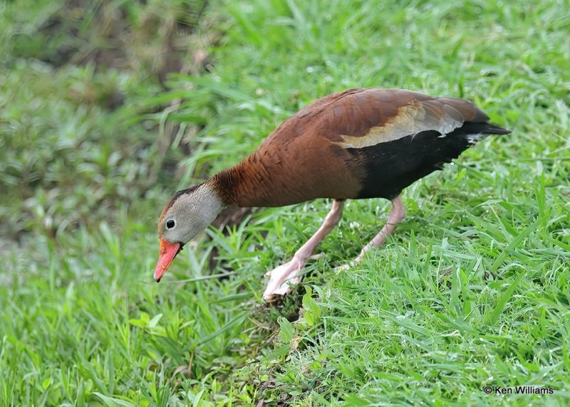 Black-bellied Whistling-Duck, Rogers County, OK, 7-16-20, Jps_58204.jpg