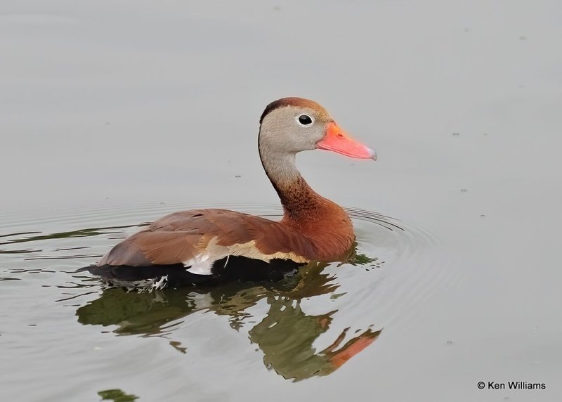 Black-bellied Whistling-Duck, Rogers County, OK, 7-16-20, Jps_58305.jpg