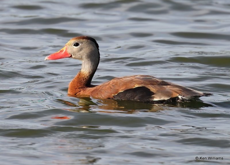 Black-bellied Whistling-Duck, Rogers County, OK, 7-21-20, Jps_58318.jpg