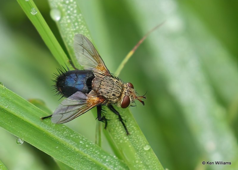 fly - Archytas apicifer, Nowata Co, OK, 7-14-20, Jps_58143.jpg