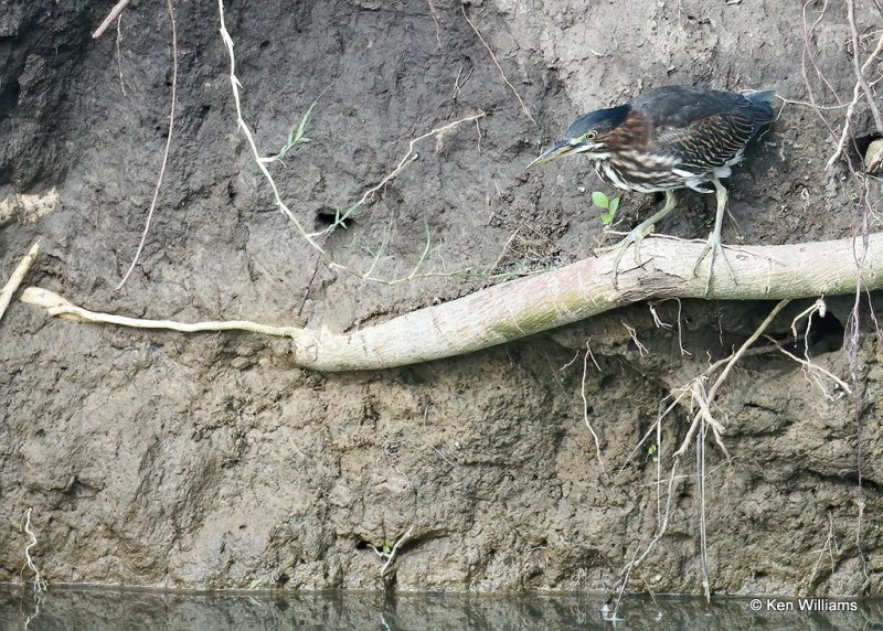 Green Heron, Rogers County, OK, 7-21-20, Jps_58522.jpg