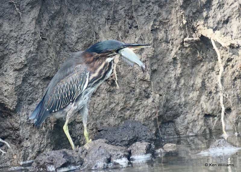 Green Heron, Rogers County, OK, 7-21-20, Jps_58581.jpg