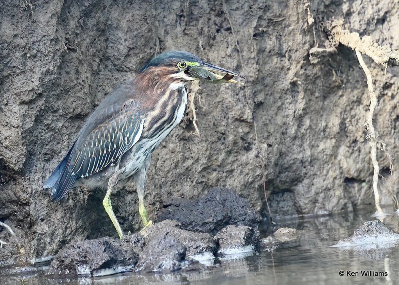 Green Heron, Rogers County, OK, 7-21-20, Jps_58583.jpg