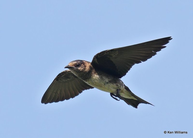 Purple Martin female, Rogers County, OK, 7-21-20, Jps_58505.jpg