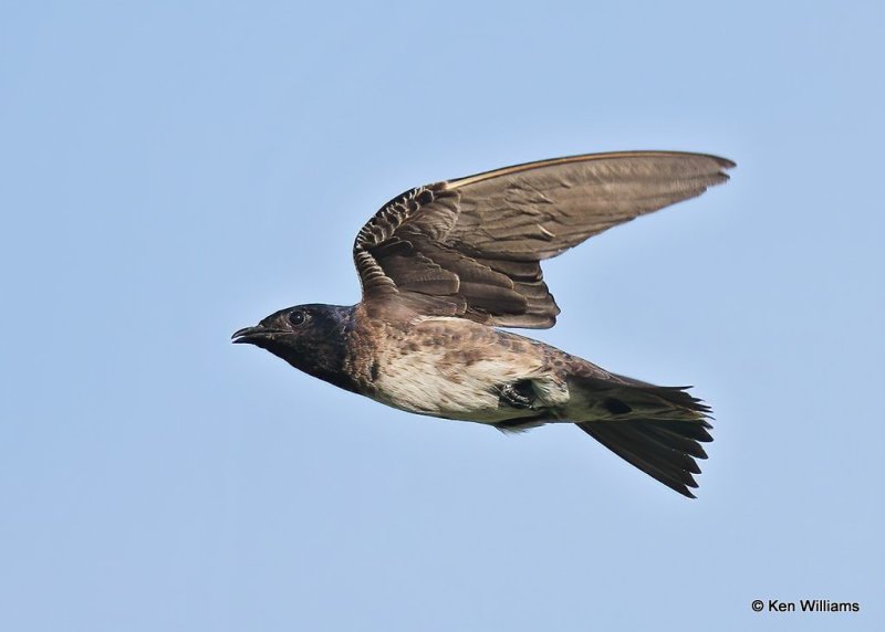 Purple Martin immature male, Rogers County, OK, 7-21-20, Jps_58427.jpg