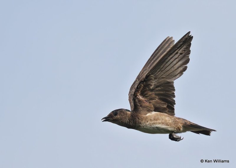 Purple Martin juvenile, Rogers County, OK, 7-21-20, Jps_58450.jpg