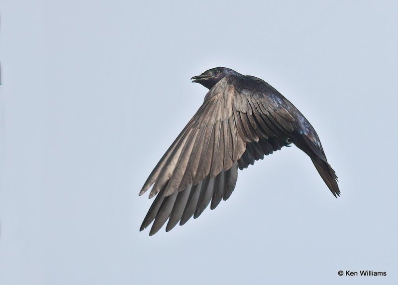 Purple Martin male, Rogers County, OK, 7-21-20, Jps_58482.jpg