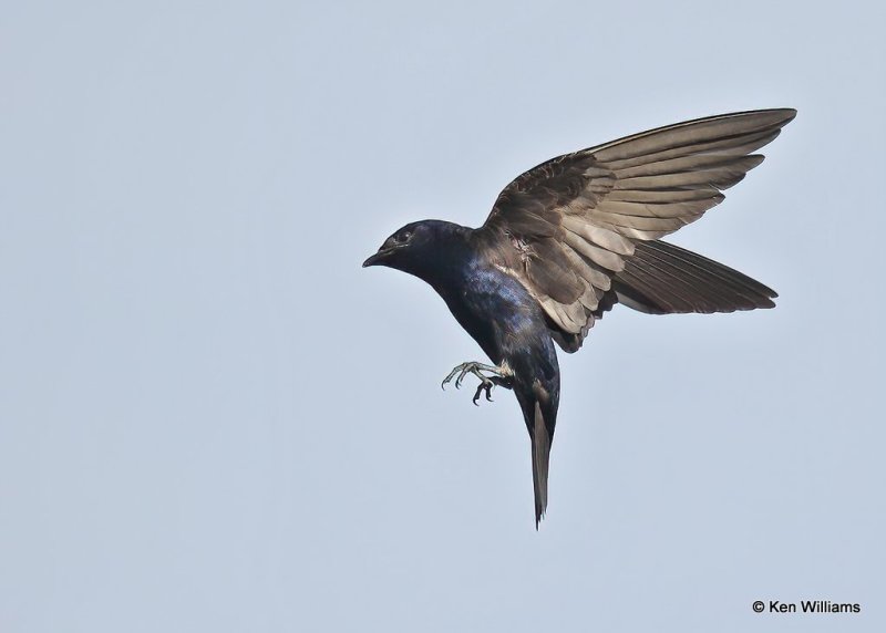 Purple Martin male, Rogers County, OK, 7-21-20, Jps_58483.jpg