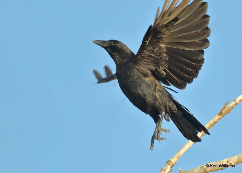 American Crow, Wagoner Co, OK, 7-26-20, Jps2_58838.jpg